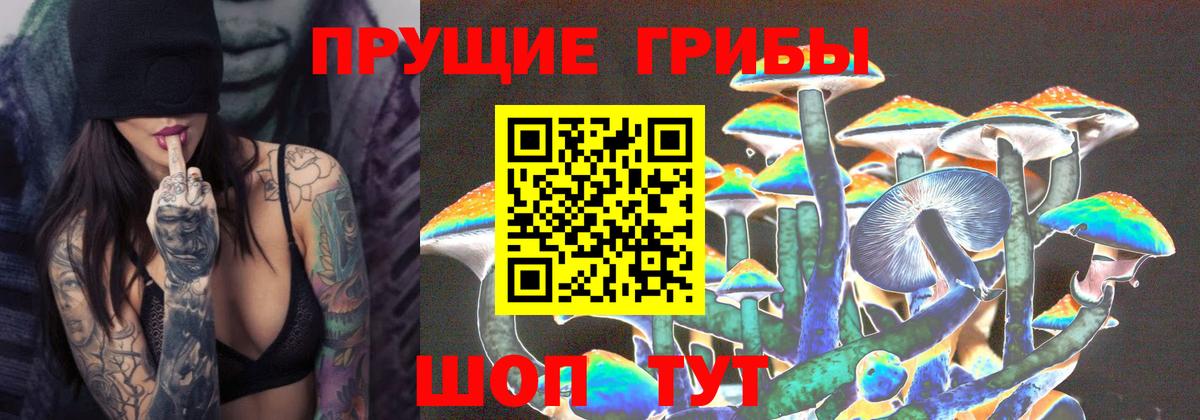 дарнет шоп  Псилоцибиновые грибы GOLDEN TEACHER  Вход с VPN  Новошахтинск 